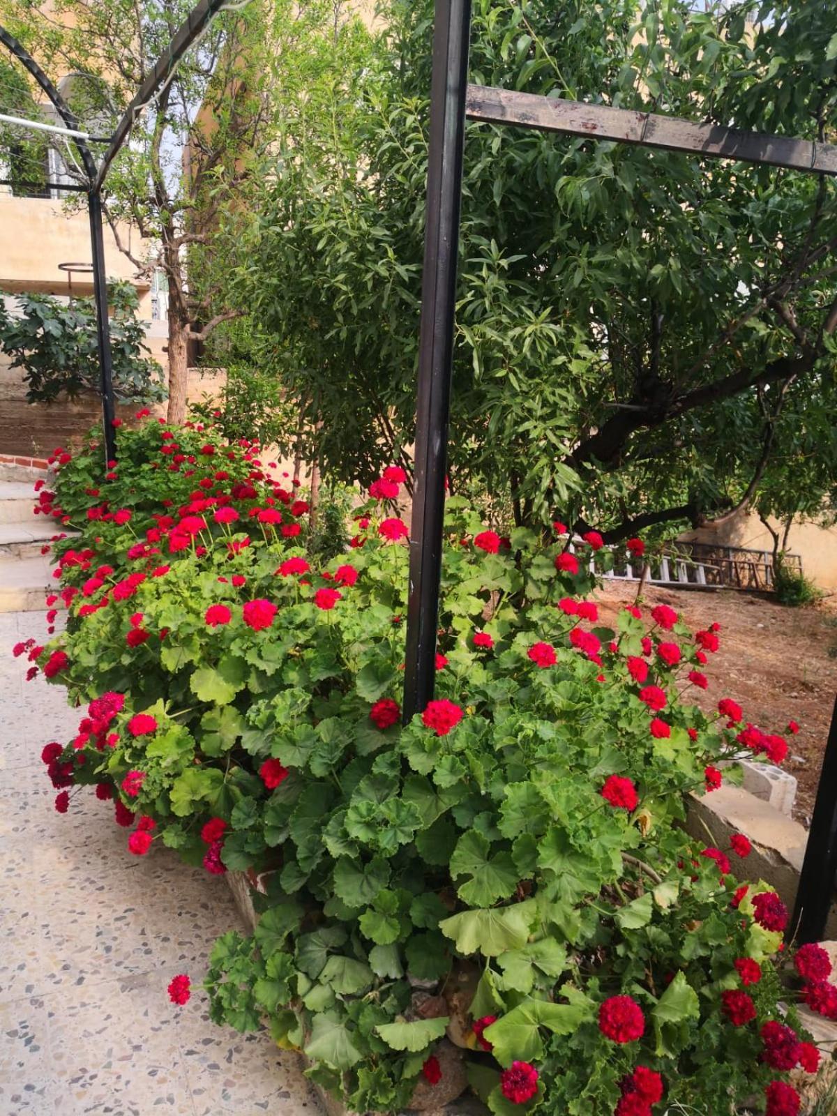 White Tulips Apartment الزنبقة البيضاء Gérasa Exterior foto